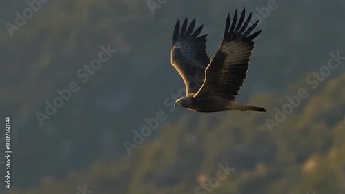A majestic brown bird of prey with outstretched wings soars gracefully through the air above a blurred mountainous landscape.