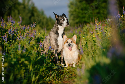Photography Two Dogs Relaxing in Flower Meadow on Sunny Day