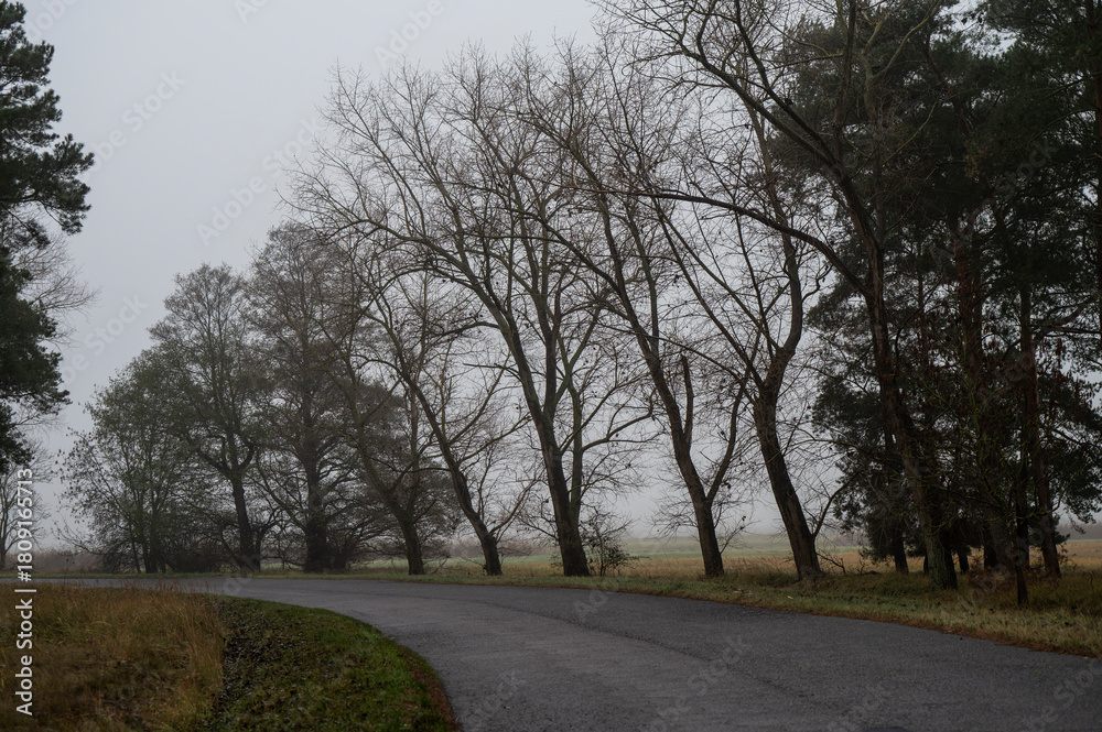 Fototapeta premium A path through the trees on a foggy day. A misty natural landscape.