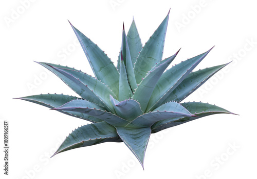 Isolated American agave plant, blue agave, smooth agave, desert plant, succulent plant nature