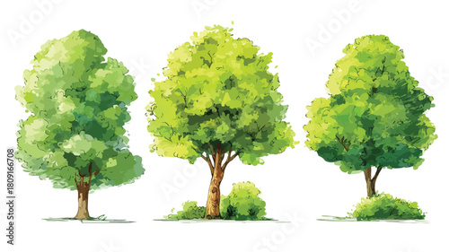 Three trees with green leaves