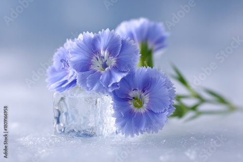 Delicate Blooms in Cool Embrace: A close-up showcases a cluster of soft, blue carnation flowers resting gracefully on a frosted, icy surface, exuding a sense of tranquility and natural beauty.