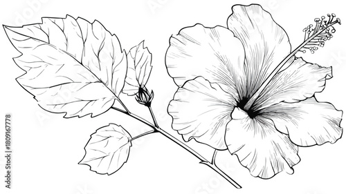 Vibrant Hibiscus Flower and Wild Leaf Coloring Page Vector