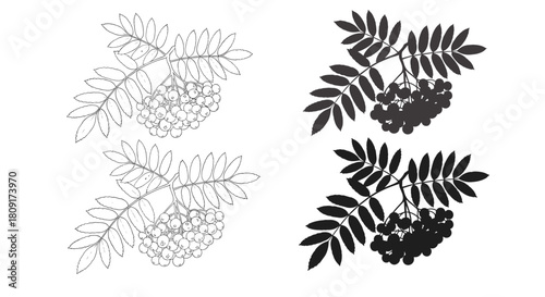 Two line art drawings of rowan berry branches and two silhouette drawings of rowan berry branches.