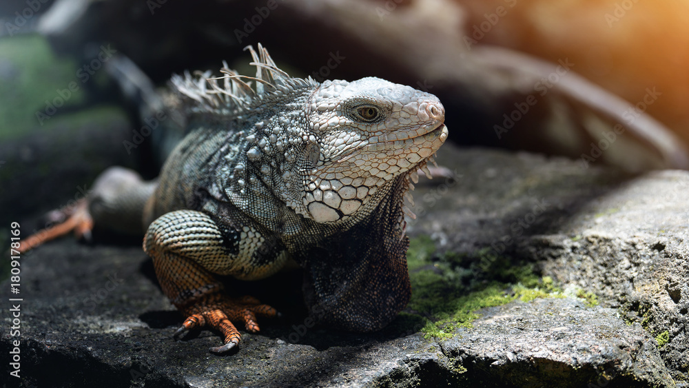 Fototapeta premium Iguana reptile lizard on the rock stone