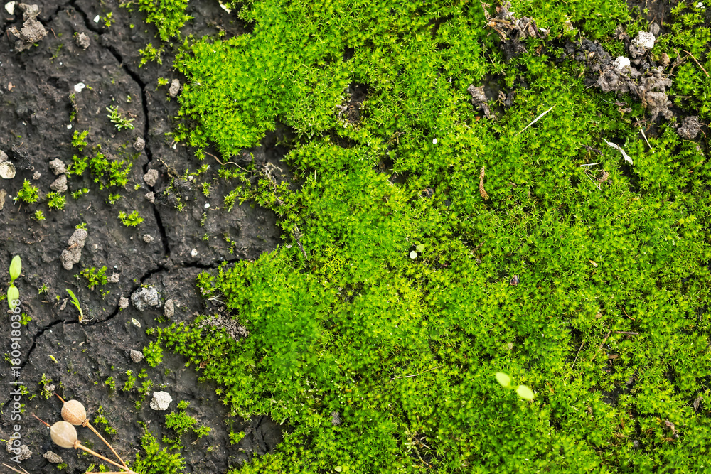 Fototapeta premium Beautiful green moss close up, Moss texture, Moss abstract background