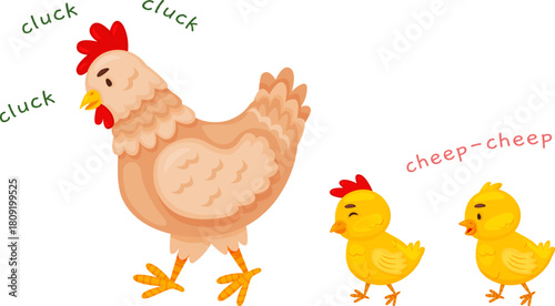 Mother hen walking with her cute baby chicks