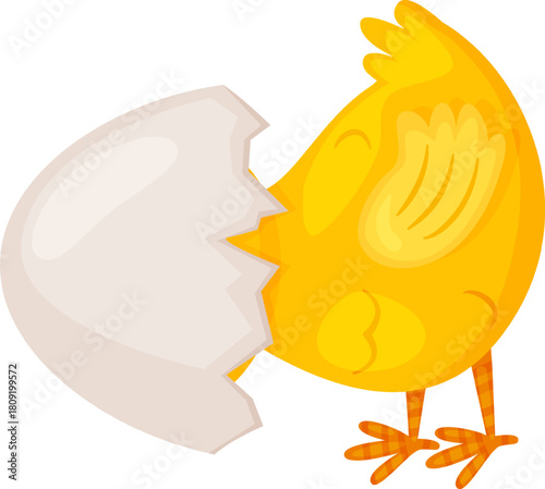 Yellow baby chick hatching from a broken eggshell