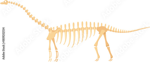 Brontosaurus skeleton showing ancient dinosaur bone structure