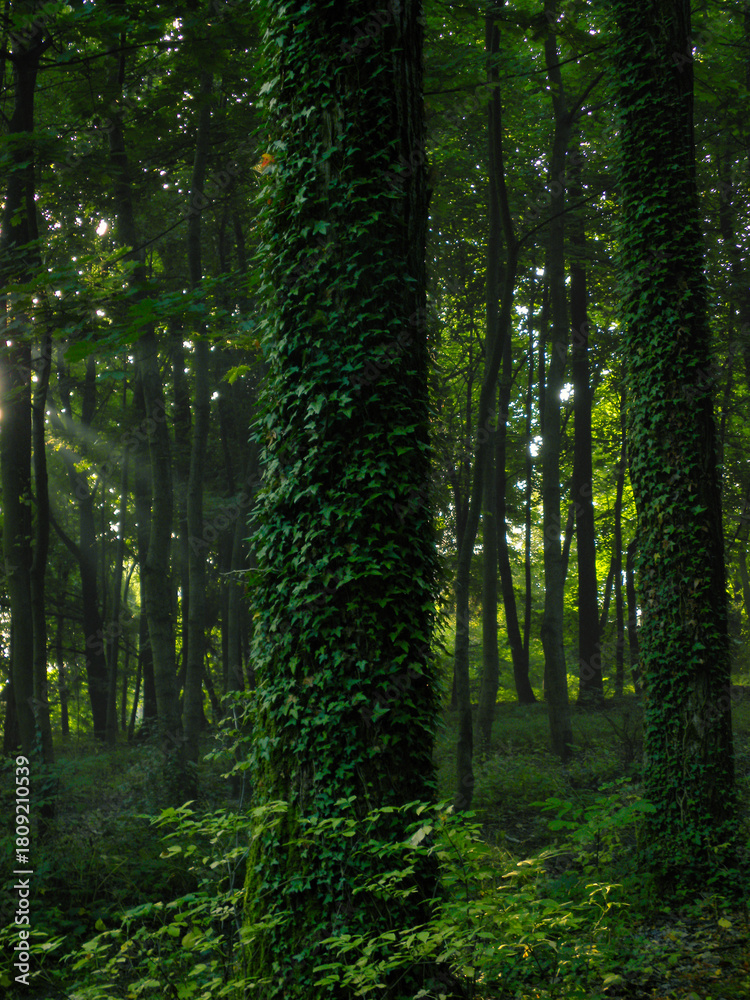 Fototapeta premium sun rays falling on a tree covered with ivy