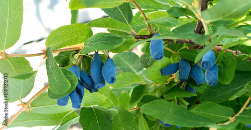 Honeysuckle berries on a bush. Blue berry.