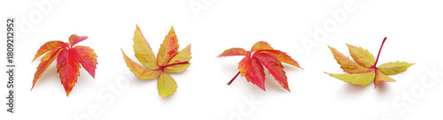 Autumn red leaves of wild grapes Virginia creeper, isolated set on white background. Floral design element.	