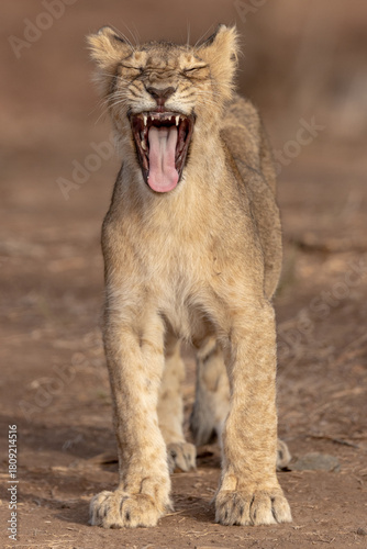 Φωτογραφία lion cub panthera leo
