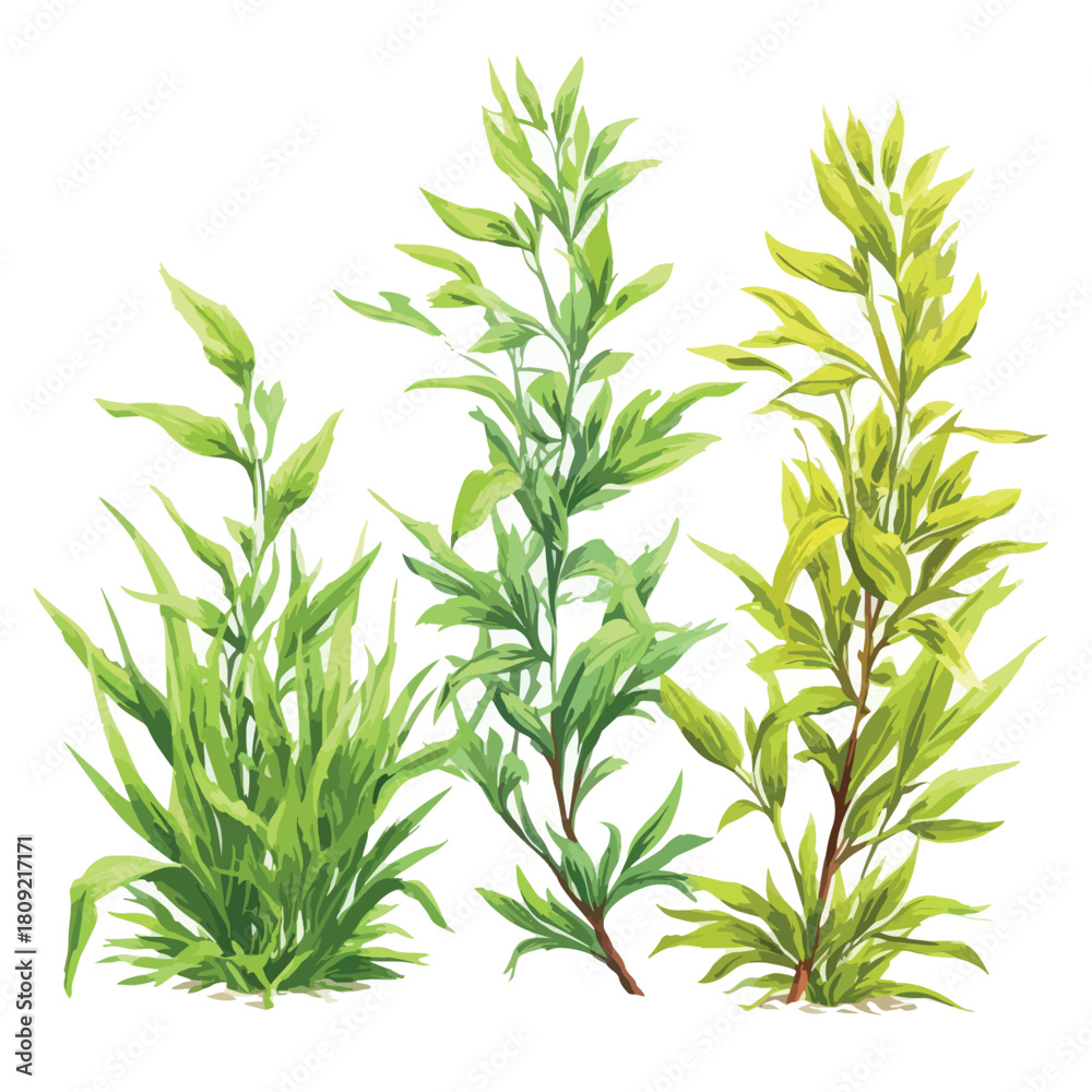 Fototapeta premium fresh herbs on white background