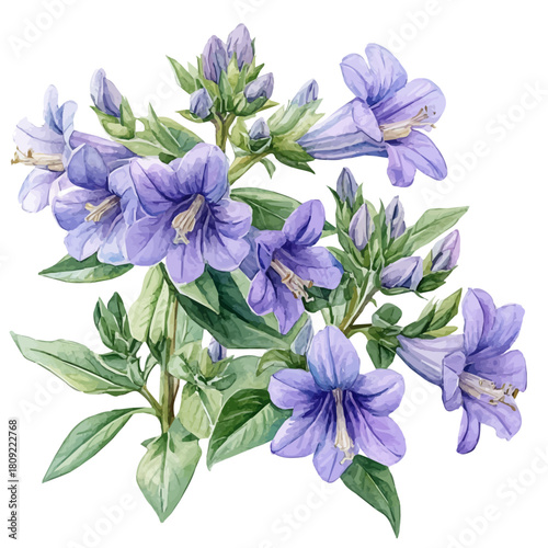 Scaevola Flower, watercolor vector, isolated on a white background.