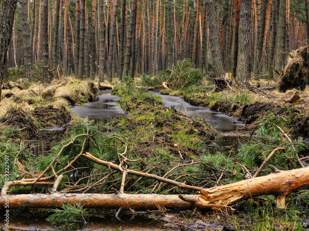 Obraz premium a fallen tree on a forest road