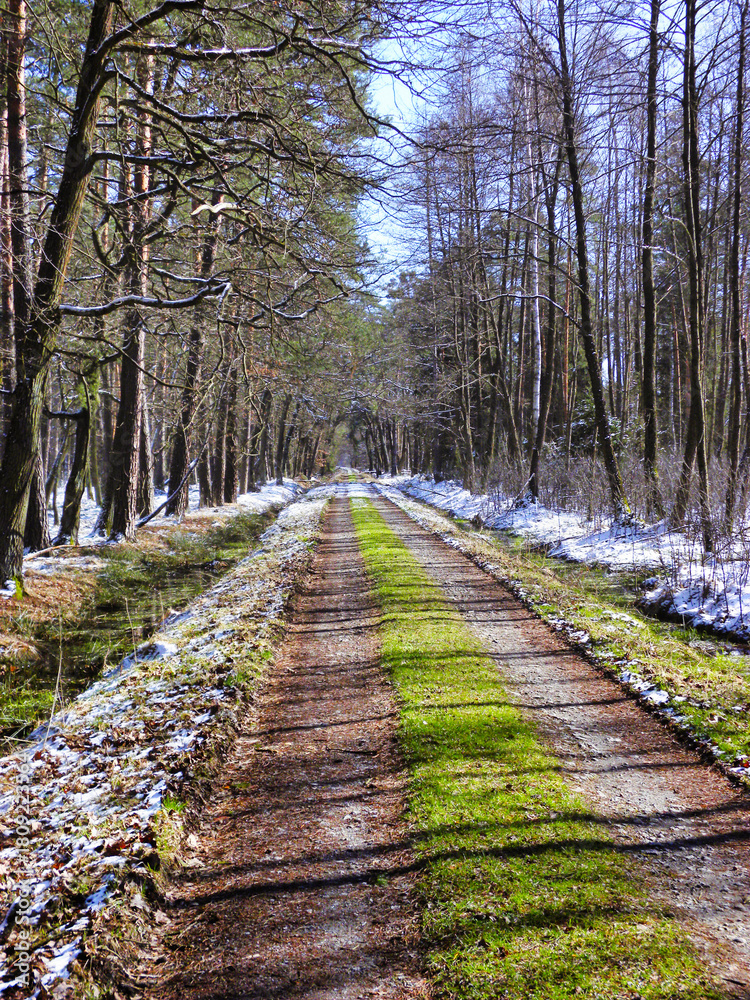 Fototapeta premium snow on the forest road
