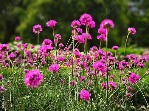 Blooming Armeria maritima or sea thrift flowers in a green park, growing in grass with trees softly blurred in the background. A natural summer floral scene.
