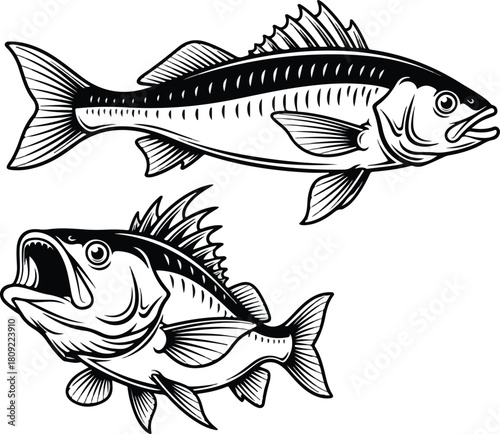 Detailed black and white illustration of two different fish species swimming 2.