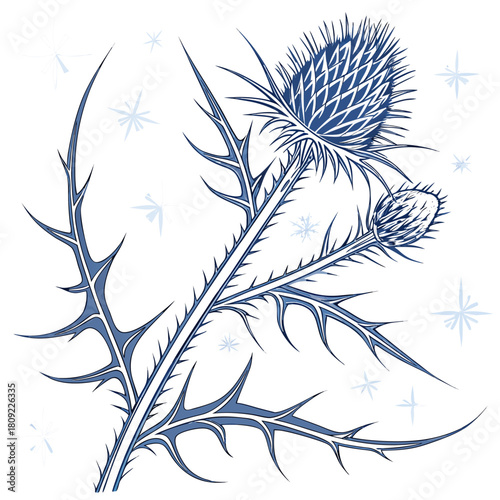 Thistle vector illustration isolated on detailed thistle plant with spiky leaves and flower heads in a blue hue, ideal for scottish or botanical designs
