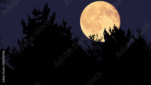 Full Moon with stars, planets and rural countryside tree silhouettes. Time-lapse video.	
