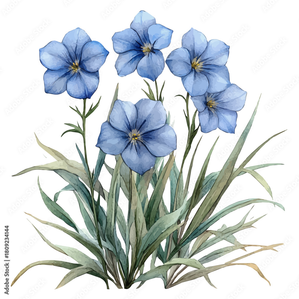 Naklejka premium Ipheion Flower, watercolor clipart vector, isolated on a white background.