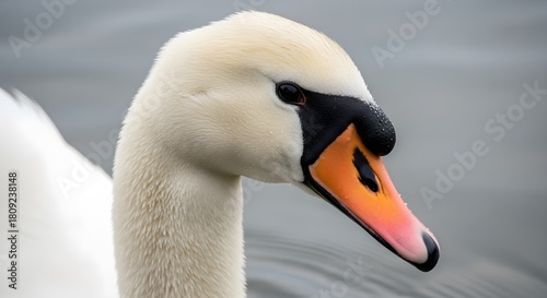 Fototapeta Naklejka Na Ścianę i Meble -  Close up of a swans head white feathers orange beak and dark eyes