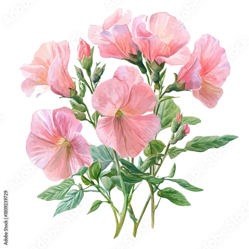 Garden Pea Flower, watercolor drawing vector, isolated on a white background.