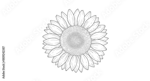 A beautifully detailed black and white line art illustration of a sunflower head showcasing its intricate petals and seed patterns.