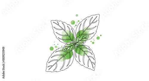Fresh green mint leaves herb plant nature and food concept one line minimalist illustration with watercolor fill, trendy vector