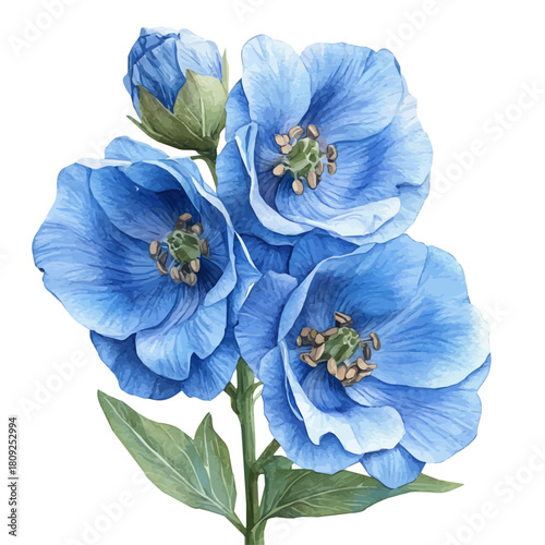 Delphinium Flower, watercolor vector, isolated on a white background.