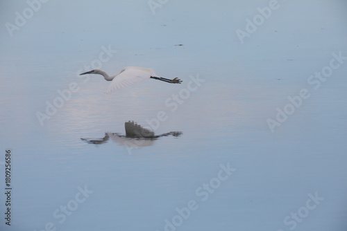 An egret is flying at the surface of the water. Loire-Atlantique, France - November 18, 2025. 