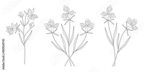 Set of three bouquets of exotic flowers. Bunches of blooming perennial wild plants with leaves. Line art, minimal style, contour. Botanical hand-drawn elements for design projects. Vector illustration