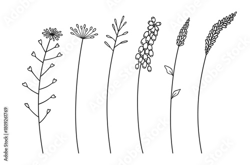 Set of various wildflower cluster inflorescences, black line art style, on white background. Hand-drawn flowers and leaves. Wild plants for design projects. Vector illustration