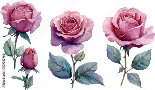 bouquet of pink roses