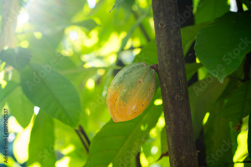 ripe cocoa on the tree