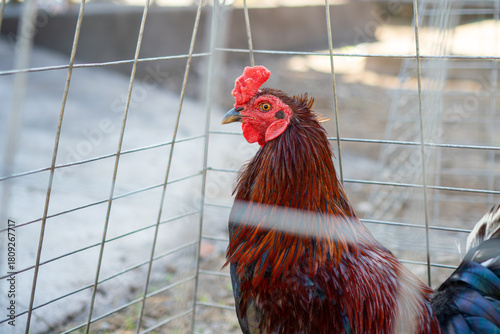rooster in the farm