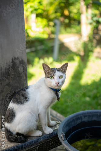 cat in the garden