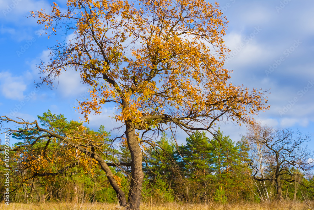 Fototapeta premium alone red dry oak tree among forest glade under blue cloudy sky, autumn outdoor scene