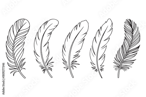 Minimal feather collection single line art illustration on white background
