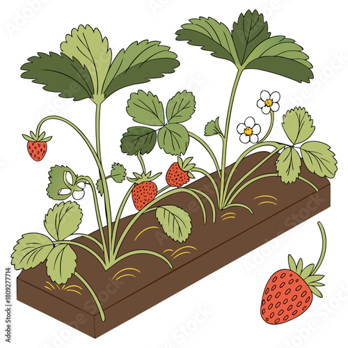Vector garden isolated on a white background. Illustration of mature growing strawberries in the garden on the bed. Strawberry icon on the garden bed for gardening or farm.