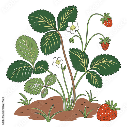 Vector garden isolated on a white background. Illustration of mature growing strawberries in the garden on the bed. Strawberry icon on the garden bed for gardening or farm.