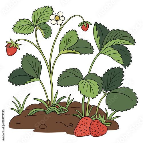 Vector garden isolated on a white background. Illustration of mature growing strawberries in the garden on the bed. Strawberry icon on the garden bed for gardening or farm.