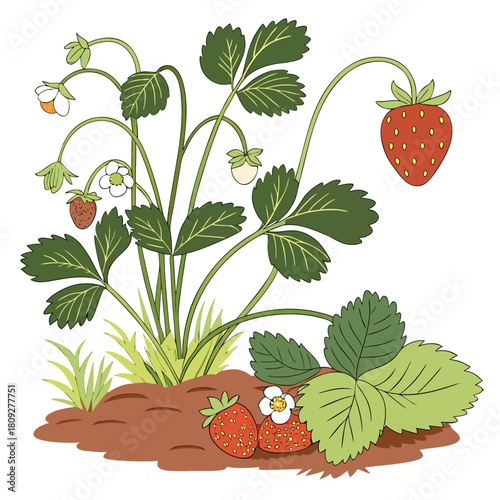 Vector garden isolated on a white background. Illustration of mature growing strawberries in the garden on the bed. Strawberry icon on the garden bed for gardening or farm.