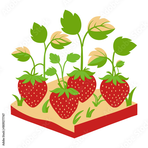 Vector garden isolated on a white background. Illustration of mature growing strawberries in the garden on the bed. Strawberry icon on the garden bed for gardening or farm.