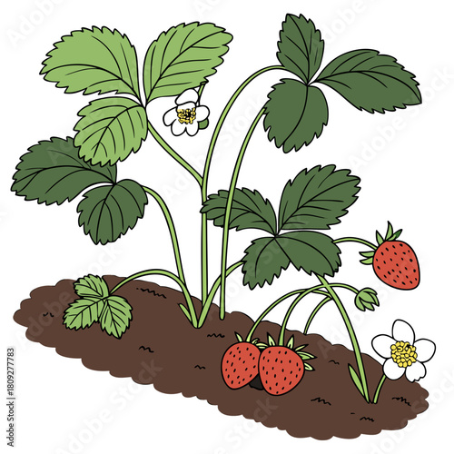 Vector garden isolated on a white background. Illustration of mature growing strawberries in the garden on the bed. Strawberry icon on the garden bed for gardening or farm.