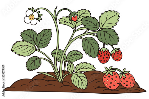 Vector garden isolated on a white background. Illustration of mature growing strawberries in the garden on the bed. Strawberry icon on the garden bed for gardening or farm.