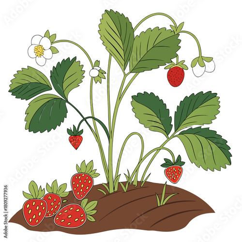 Vector garden isolated on a white background. Illustration of mature growing strawberries in the garden on the bed. Strawberry icon on the garden bed for gardening or farm.