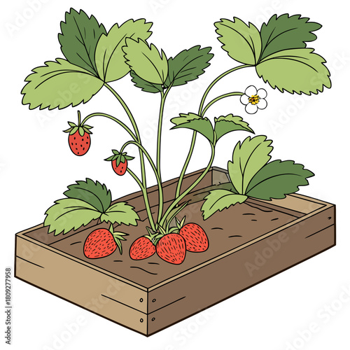 Vector garden isolated on a white background. Illustration of mature growing strawberries in the garden on the bed. Strawberry icon on the garden bed for gardening or farm.