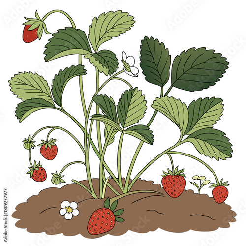 Vector garden isolated on a white background. Illustration of mature growing strawberries in the garden on the bed. Strawberry icon on the garden bed for gardening or farm.